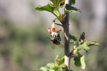 bee on flower of the currant Bush