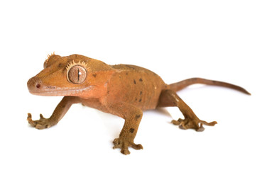 Fototapeta premium Crested gecko in studio