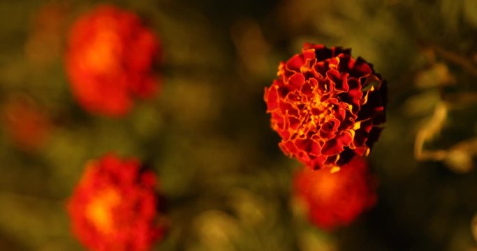 Micro shot of the Flowers