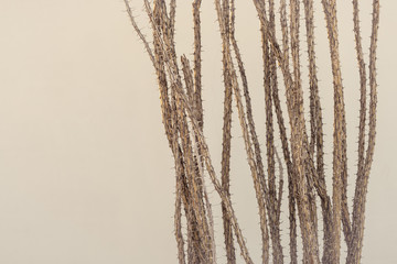 Alluaudia procera simple art. Simple shot of Alluaudia procera with a white wall in the background in Palm Springs California