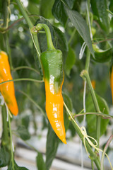 Tasty organic sweet paprika growth in big Dutch greenhouse, everyday harvest.