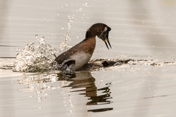 Red-necked grebe