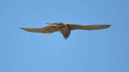 Gheppio (Falco tinnunculus) in volo librato