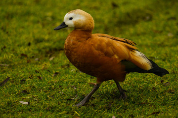 Ruddy shelduck