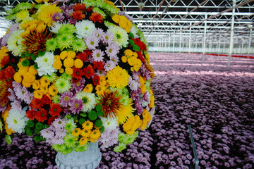 Chrysanthemum flowers growth in huge Dutch greenhouse, flowers for shops and auctions