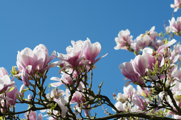 Spring blossom pink Magnolia stellata with big flowers