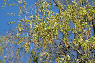 Seasonal allergy - birch tree blossom, pollen