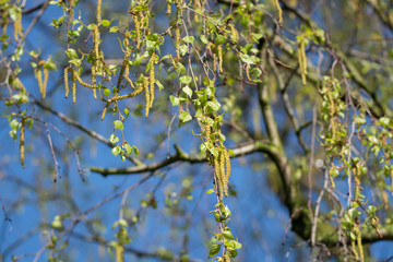 Seasonal allergy - birch tree blossom, pollen