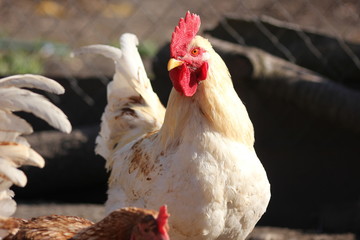rustic rooster on the walk