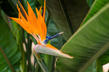 Flowers in Thailand.
