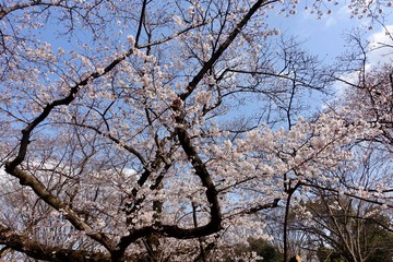 代々木公園の桜
