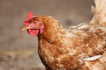 rustic chicken on a walk