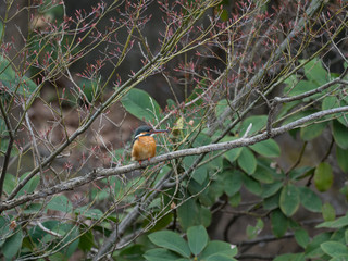 美しいカワセミのメス