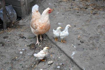 White hen with three small chickens.