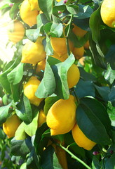 Lemon plant with ripe fruit. - 143394080