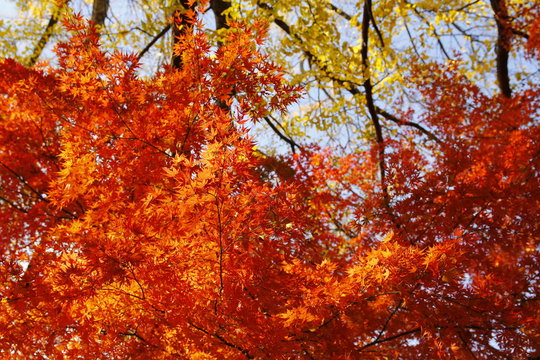 紅葉