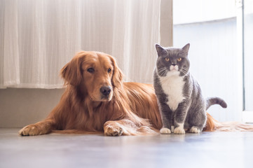 British cat and Golden Retriever
