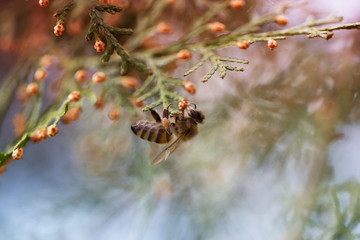 Bee on a green flower . Macro of honey bee on green flower.