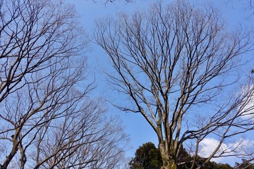 早春の代々木公園