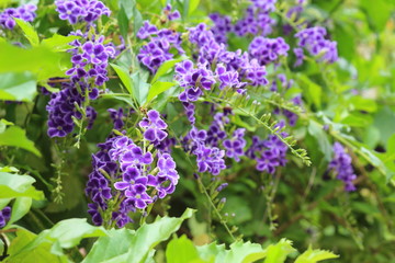 Duranta repens many beautiful purple flowers in the garden.