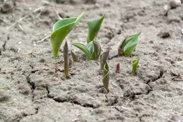 Fototapeta premium Unblown spring tulips growing from cracked earth. Close up.