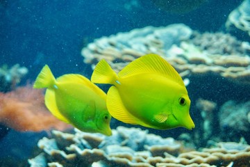 Naklejka na ściany i meble gelbe Fische und Korallen
