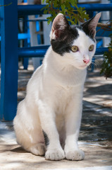 Cat on a Terrace, Paros, Greece