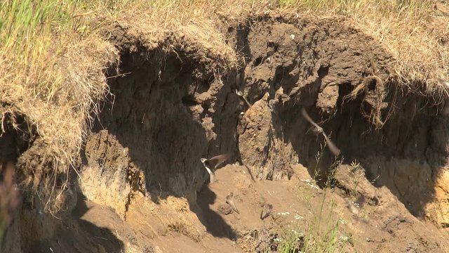 Flight Swifts Slow Motion Over Precipice of River.