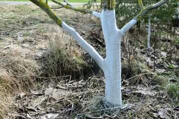 The trunk of the walnut tree is painted with white paint to protect against rodents in the garden in the spring. © struvictory