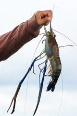 River prawn