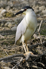 Nycticorax nycticorax / Héron bihoreau / Bihoreau gris