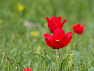 Schrenck's tulips (Tulipa) in the steppe, Republic of Kalmykia, Russia