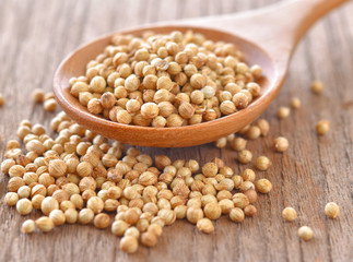 Coriander seeds in wood spoon on table