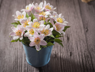 Anemone nemorosa white on a wooden background