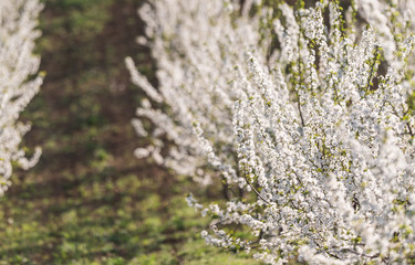 Blossoming cherry orchard in spring time