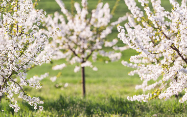 Blossoming cherry orchard in spring time