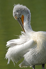 Pelecanus crispus / Pélican frisé