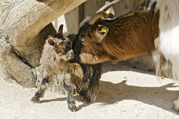 goat mother with newborn kid