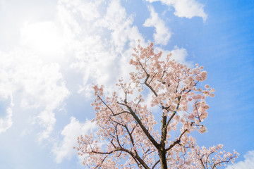 東京の桜