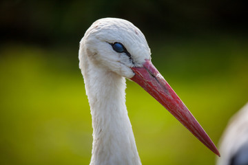 white stork