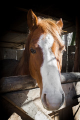 Horse portrait