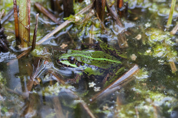 Teichfrosch