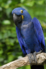 Anodorhynchus hyacinthinus / Ara hyacinthe