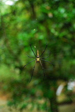 A huge yellow spider with its spider web in the forest