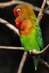 Agapornis fischeri / Inséparable de Fischer