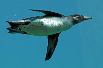 Spheniscus humboldti / Manchot de Humboldt