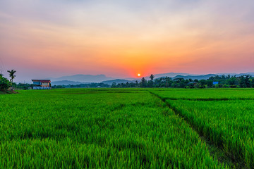 Rice field Mae Kon at sunset in Chiang Rai,Thailand