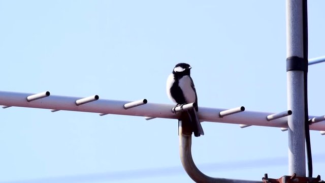 四十雀の鳴き声