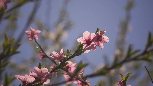 Pink peach blossom in fruit orchard