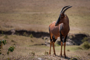 Antelope
